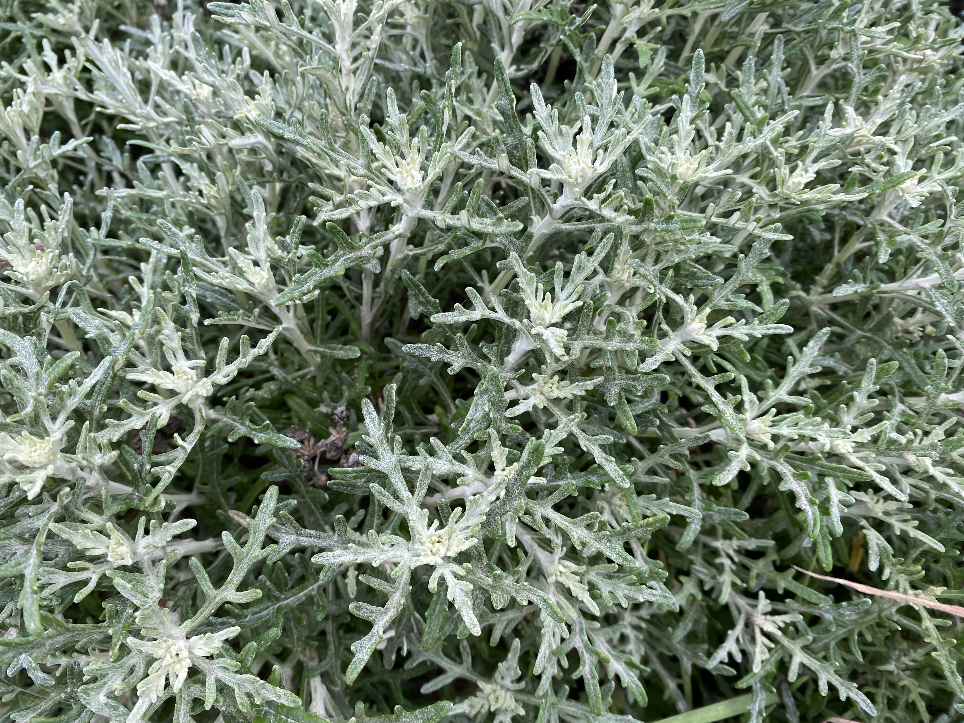 Cold Plant